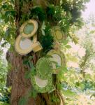Gary Ness - Plate Tree